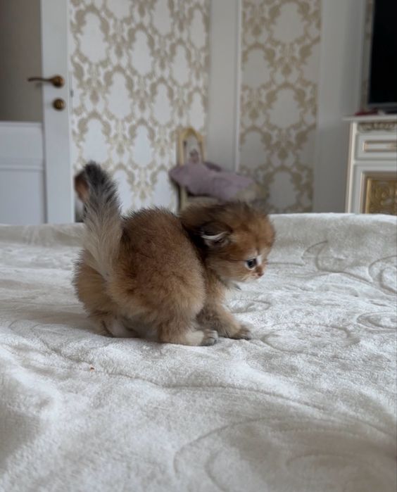 Шотландська киця, шиншила