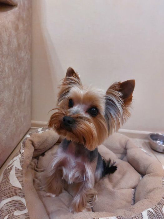 Йорк вязка мальчик