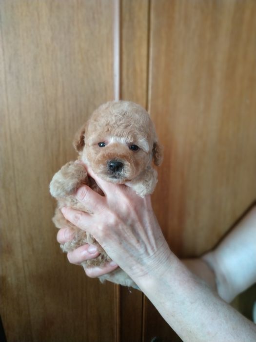 Мальтипу,мини мальчик