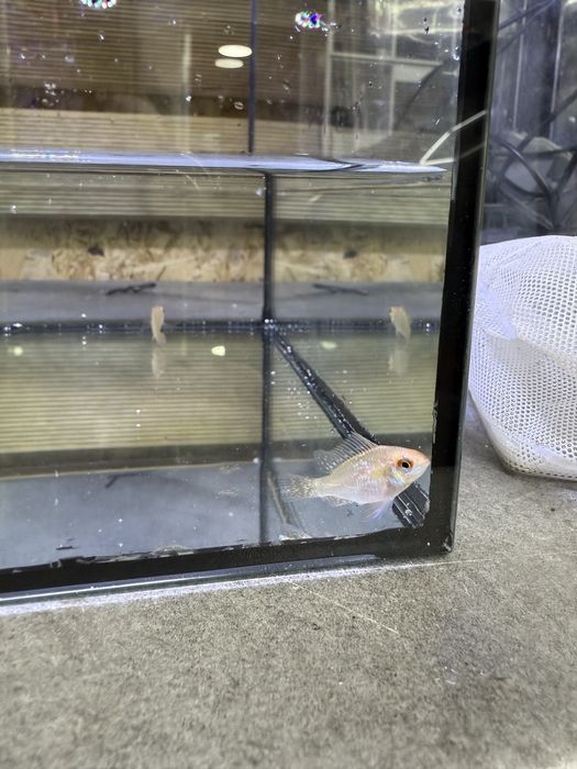 Ramirezi dourado casal