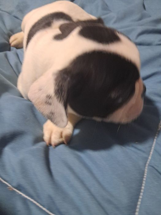 Bulldog frances fêmea na zona de Aveiro