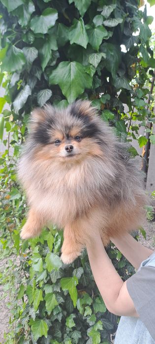 Вязка Мальчик Померанец