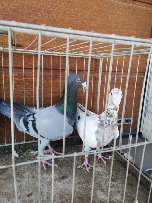 Gołebie Rzeszowskie