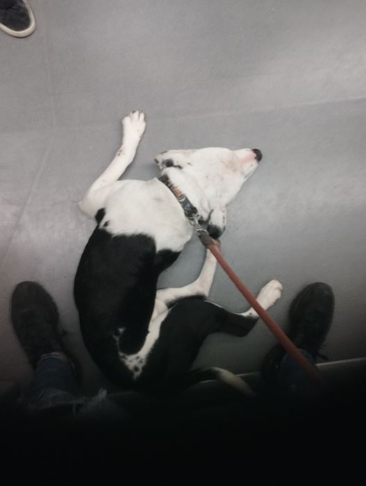 Dou  pitbull com 1 ano