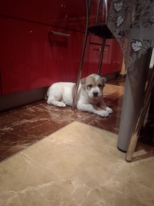 Продам цуценят Алабая