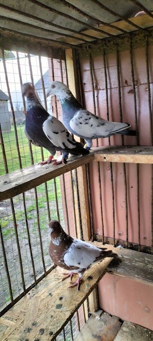 Gołębie pocztowe: tygrysy i mulemansy