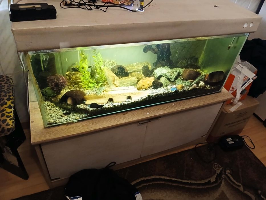 Pielegnica Zebra  ok 20 sztuk
