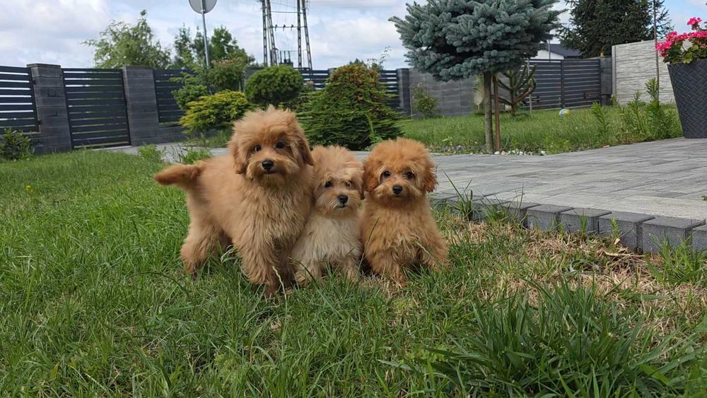 Maltipoo szczeniak
