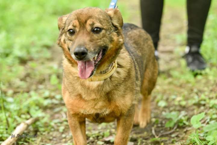 Piesek Refus bardzo łagodny przyjazny  psiak.