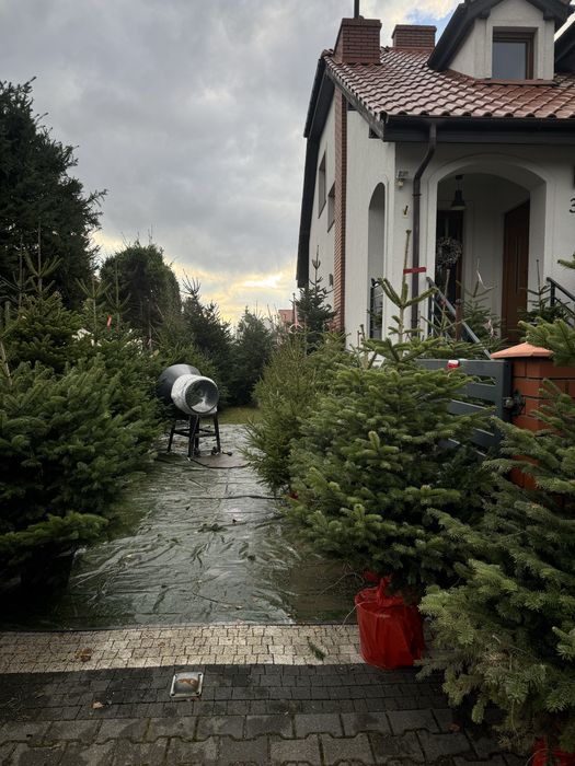 PIĘKNE CHOINKI świąteczne jodła kaukaska świerk cięte i w donicy