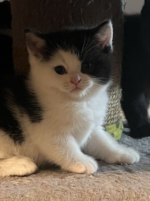 Kot brytyjski - kocur