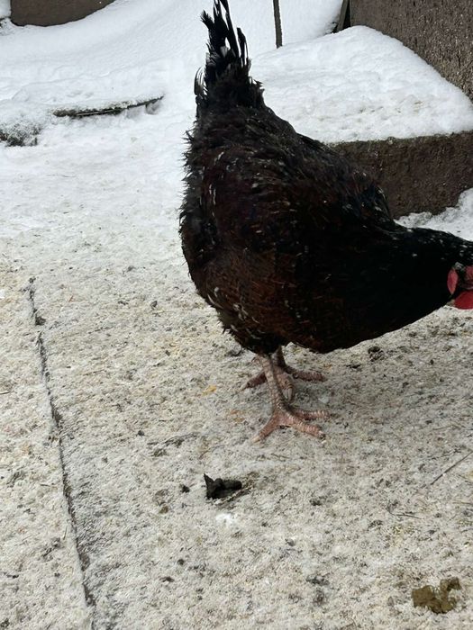 Лівенська ситцева інкубаційне яйце