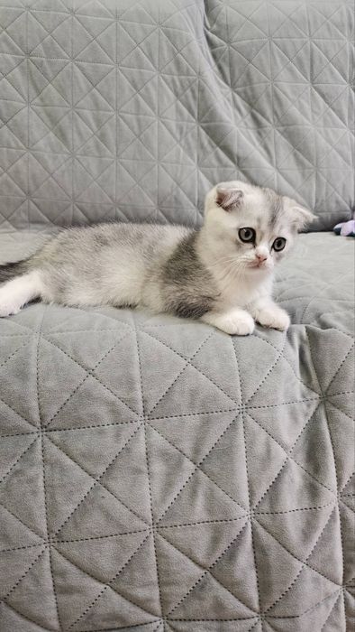 Шотландські кошенята