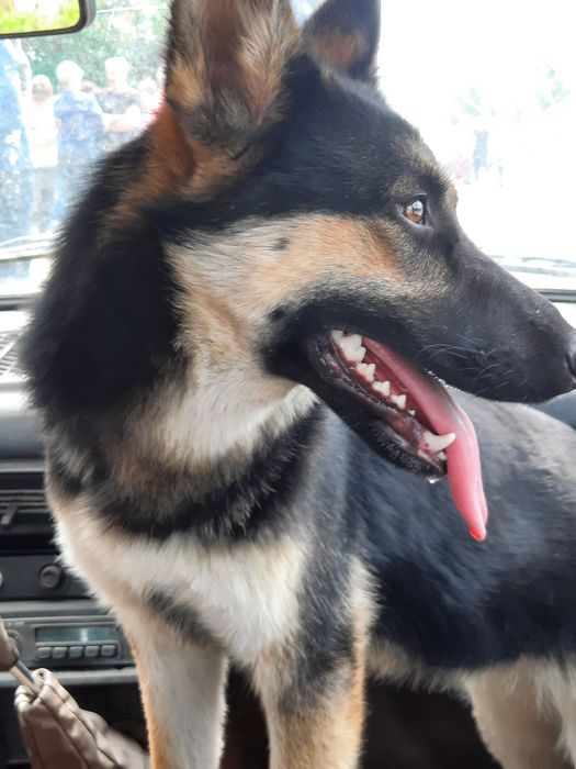 Отдам бесплатно немецкую овчарку