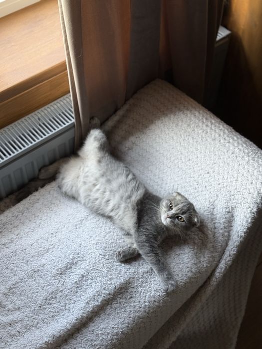 Перетримка домашніх тварин