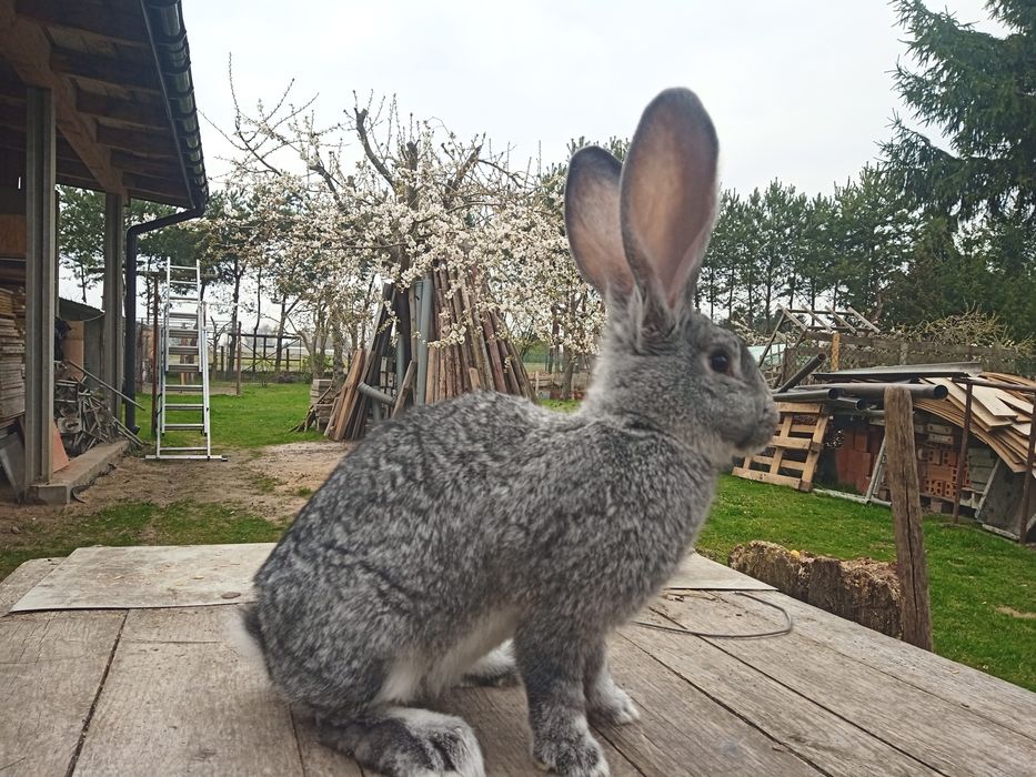 Samiec belgijski olbrzym szynszylowaty