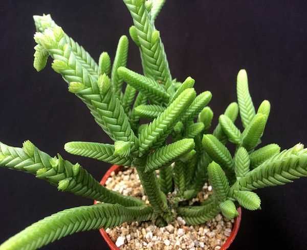 Кактус (сукулент) красула muscosa, красула muscosa кристатна