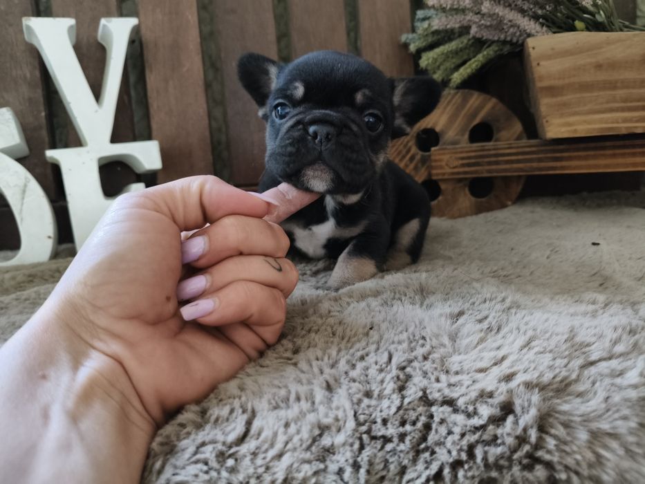 Bulldog Francês macho black tan