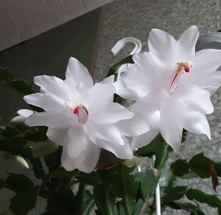 Шлюмбергера, 2 цвета