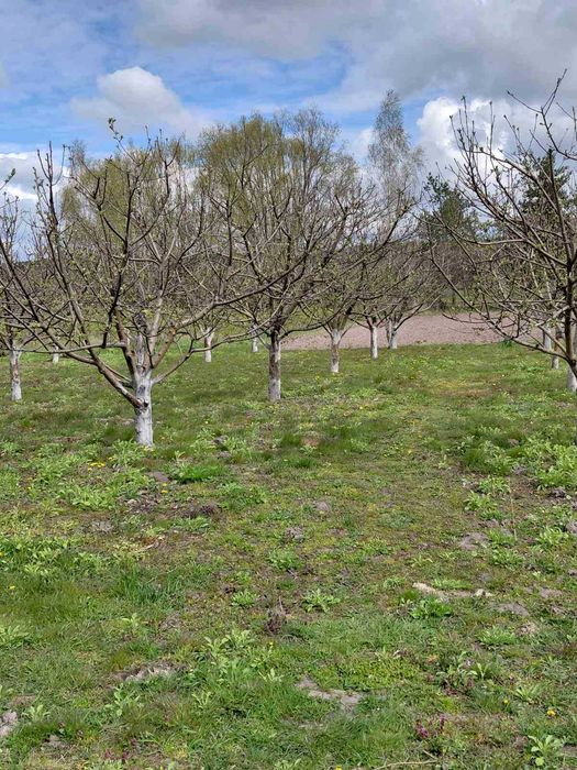 Продам будинок в селі Смичин Чернігівського району
