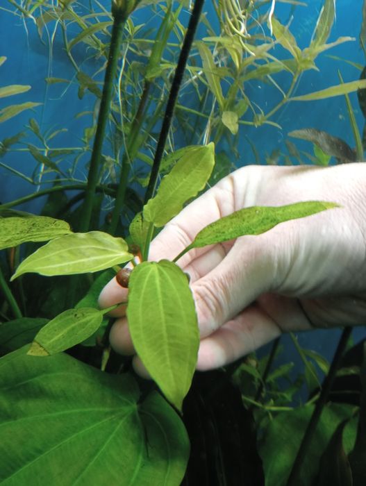 Аквариумные растения. 180 грн.