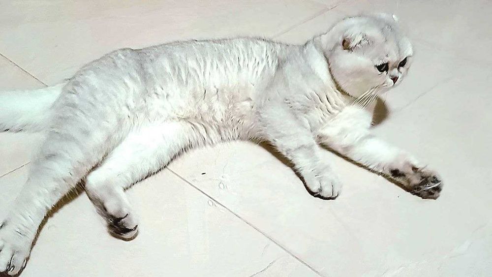 Срібні шиншилки - гарні чистокровні кошенятка .