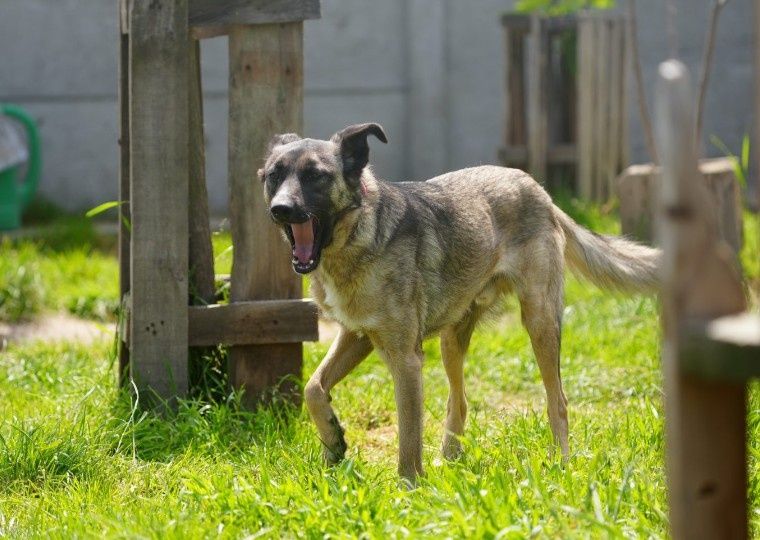 Suchar - świetnie dogaduje się w stadzie