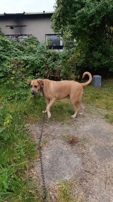 4 letni duży pies Ramzes szuka kochającej rodziny