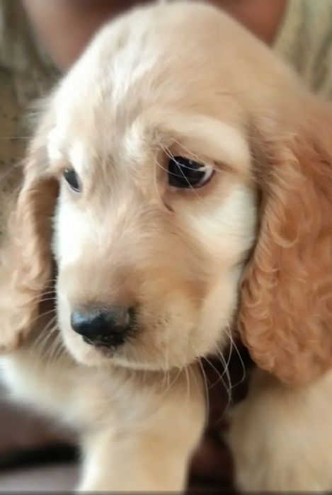 Спанієлі — хлопчик і дівчинка шукають дім