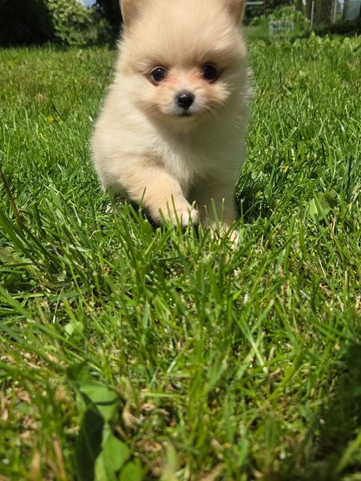 Pomeranian , szpic miniaturowy