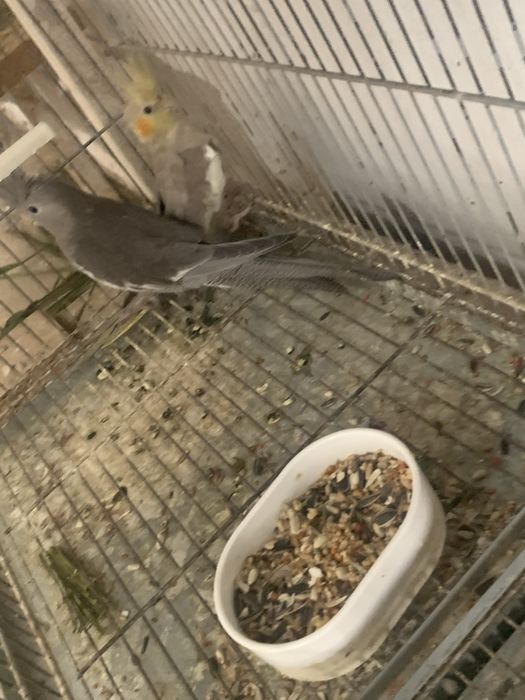 Vendo tudo ou troco por ring necks