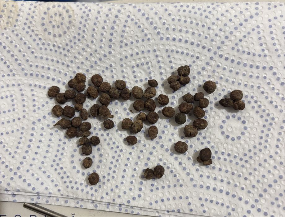 Eugenias (rebentos e sementes) para sebes e arbustos