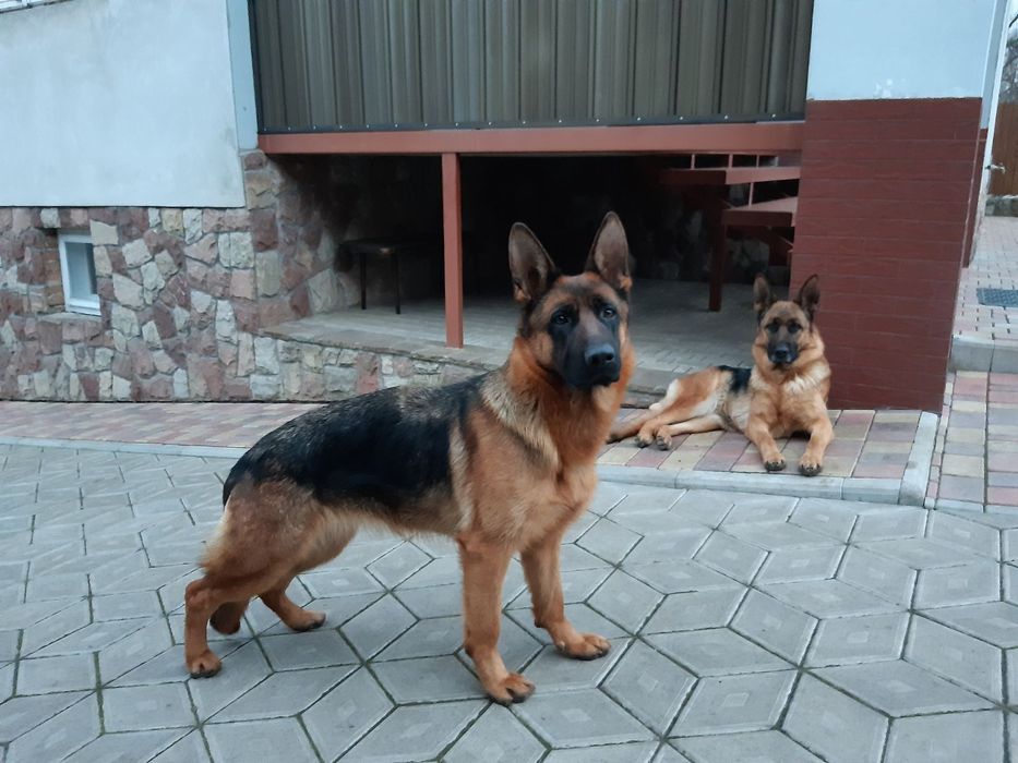 Німецька  вівчарка.