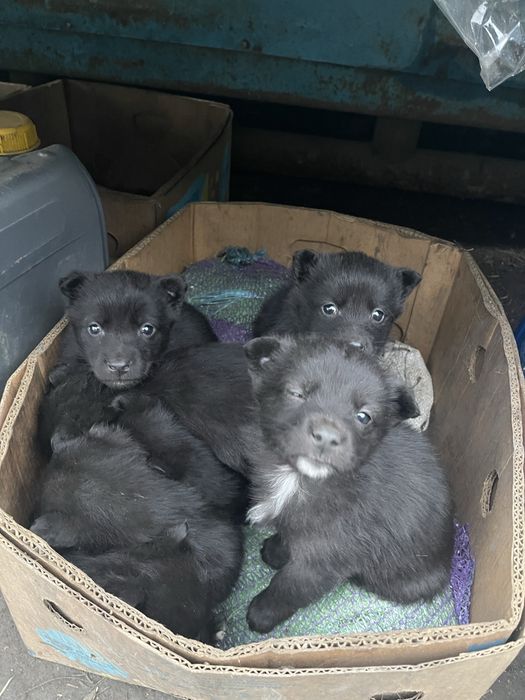 Бесплатно щенка цуценя