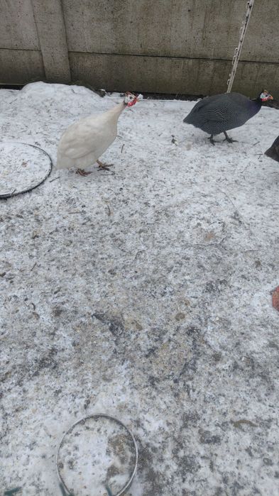 Sprzedam duże ładne indyki i małe pisklęta