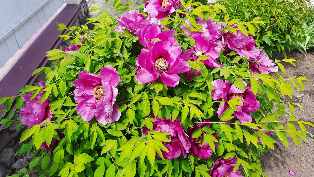 Насіння піона деревовидного червоного