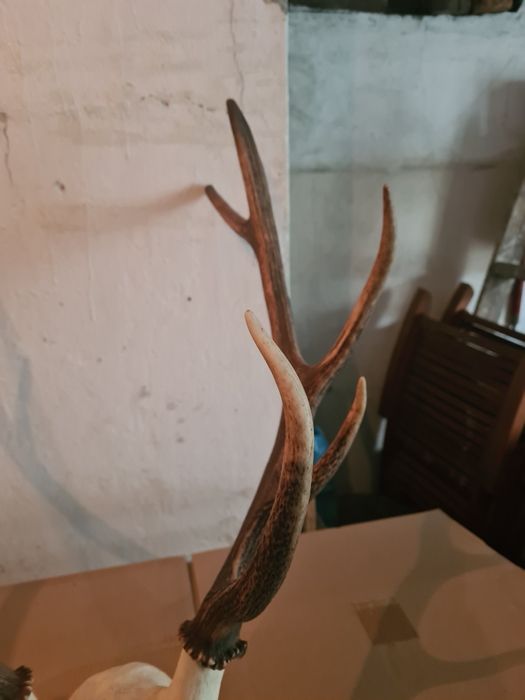 Poroże jelenia sprzedam