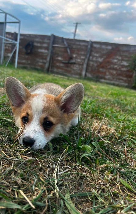 Welsh corgi pembrok pies Bentley Kusy