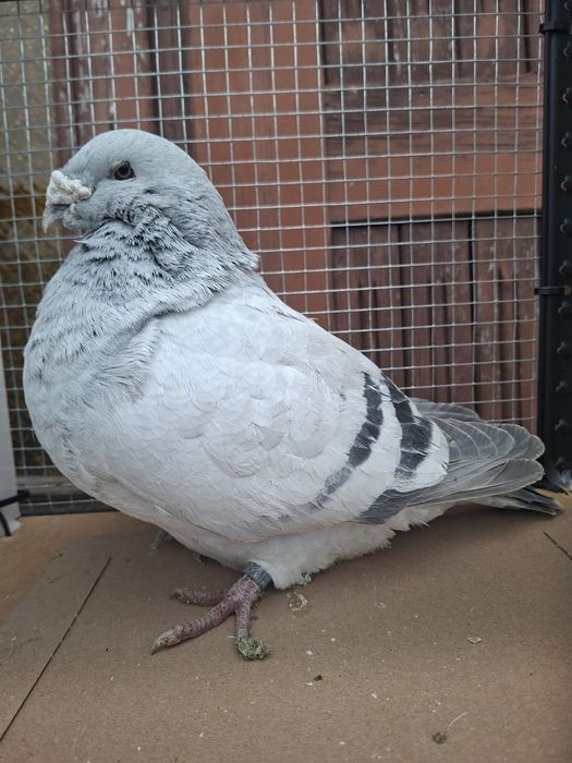 Standard , standardy , polski pocztowy wystawowy sprzedam