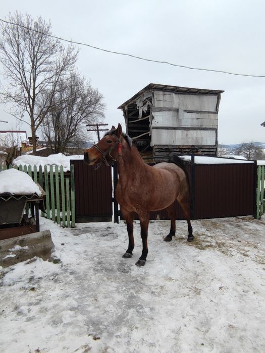Кобила робоча 9років