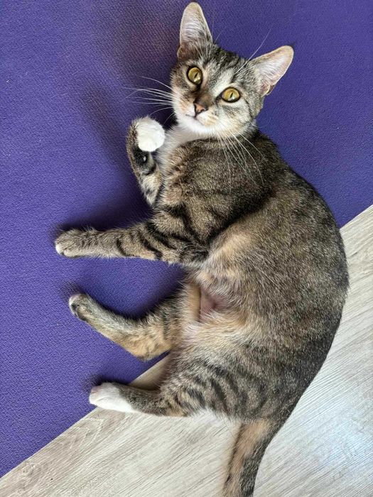 Kaja Okrzejanka - kotka wyrzucona na ulicę jak smieć