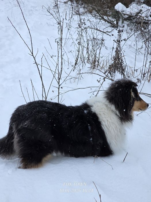 Продається цуценя коллі довгошерстного