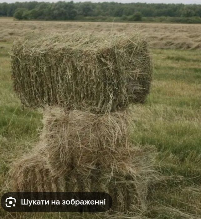 Продам тюки з сіна лугове сіно