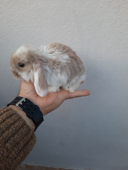 Kit Coelhinhos anões mini lop belier/orelhudos puros