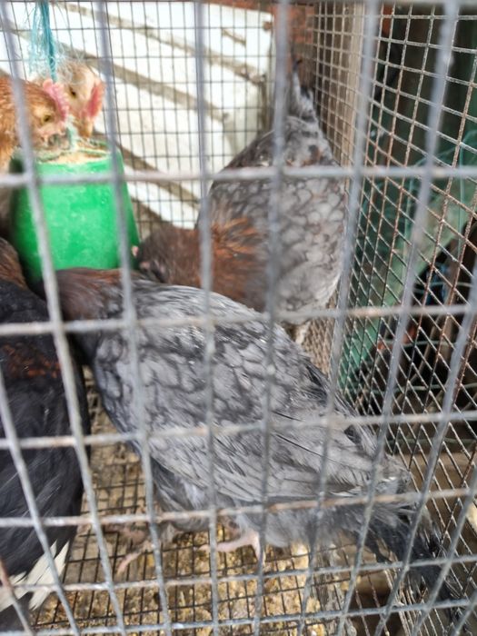 Casal Frangos Maran Azul Cobre