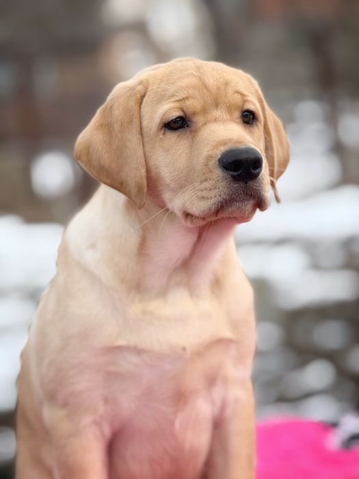 Цуценята лабрадора ретривера!