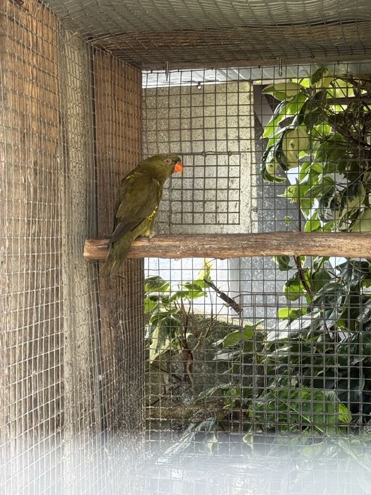 Loris chorolepidotus