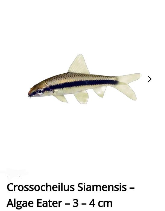 Peixes de água quente