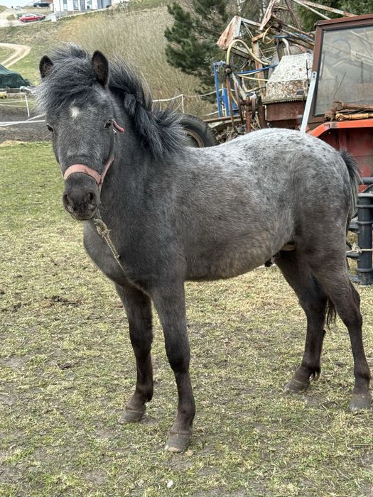 Sprzedam kucyk ogierek