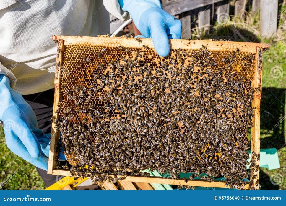 Продам пчелосемьи в Борисполе